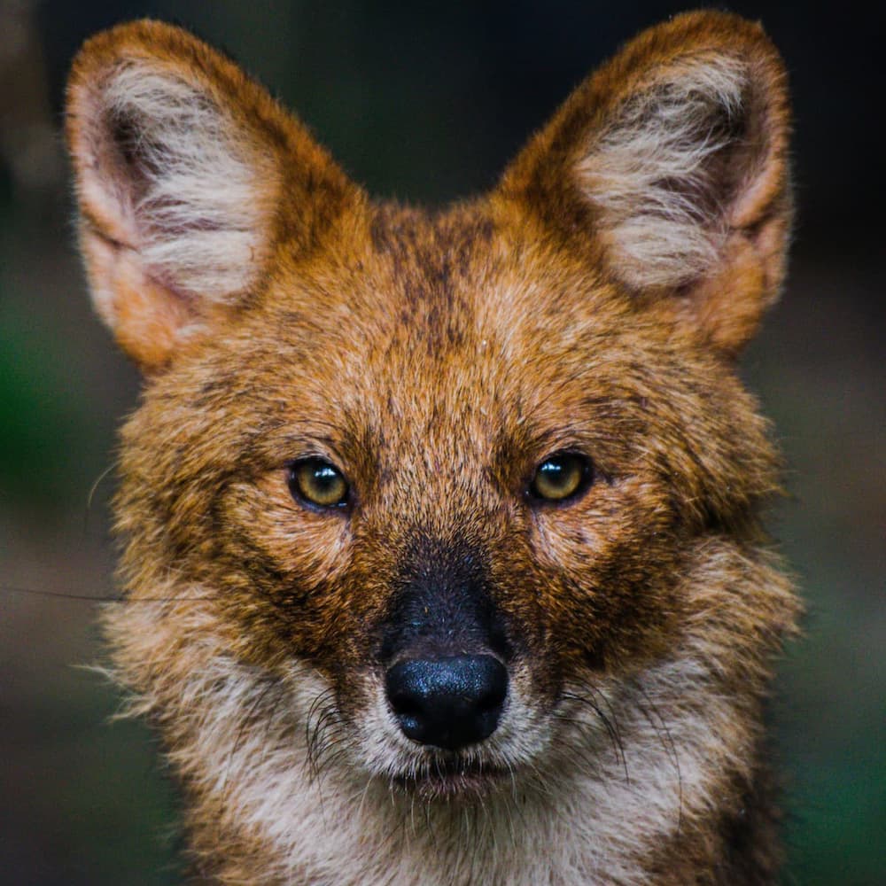 Lobo